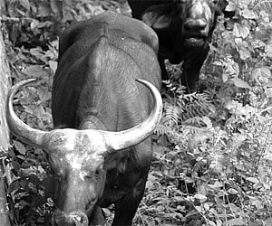 The African buffaloes in Mysore Zoo | Express Photo