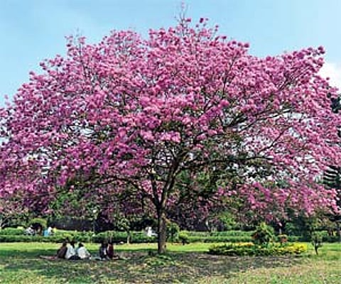 (Clockwise from Top) A tree at Cubbon Park, Phillipine Jade Vine Creeper, Shorea talura, Plumeria