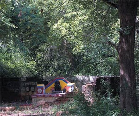 The sacred groves of India