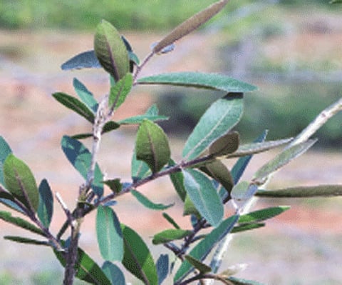 Heart beats for Terminalia Arjuna