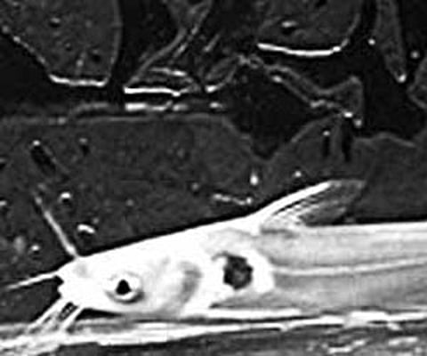 Catfish population going into deep water