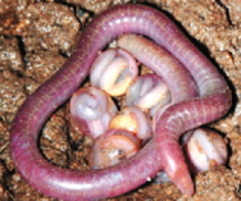 Delhi professor Sathyabhama Das Biju displays an adult chikilidae in his laboratory in New Delhi (AP Photo/Mustafa Quraishi).