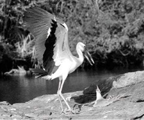 A bird watcher’s paradise