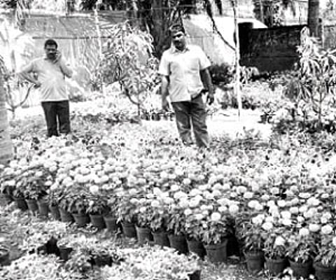 A garden with various kinds of flowers at Sirsi I Express Photo