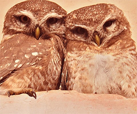 Spotted owlets get cozy