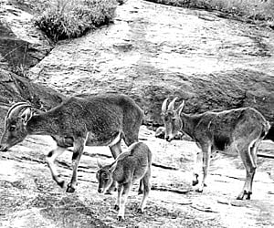 The endangered Nilgiri Tahrs seen at the Eravikulam National Park near Munnar.