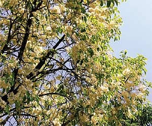 File picture of Shorea Talura, commonly known as Jaluri, that bloomed in February in the city | express Photo