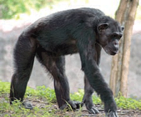 (Express News Photo)