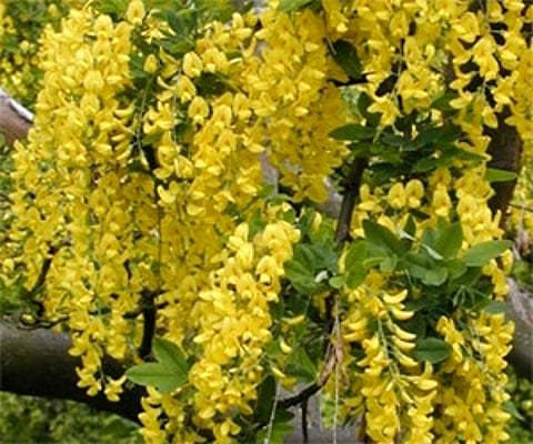 A laburnum in full bloom heralding the arrival of Vishu| P K Jeevan Jose