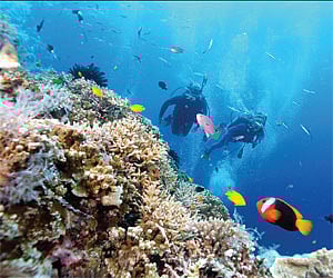 Netrani: Dive into the calm water