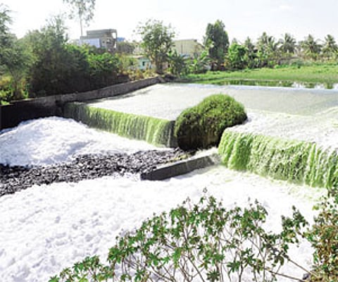 Bellandur lake is one of the most polluted lakes in the city | Express photo