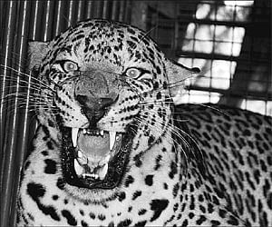ATR) Coimbatore forest range, with the assistance of a veterinarian, successfully captured a leopard using a trap net and subsequently transferred it into a cage. (Representative image)