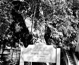 The jamun tree planted by Mahatma Gandhi in 1934 at Ramanathapuram in Coimbatore.