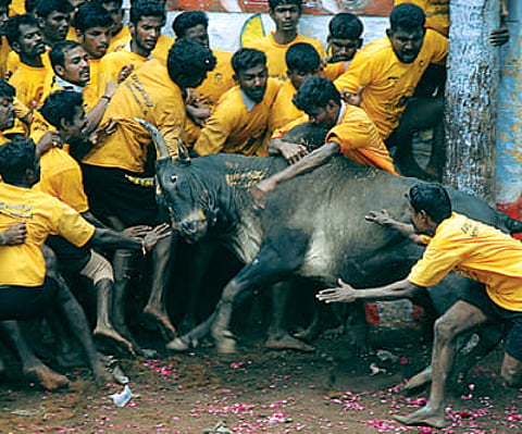 A bull by its horns