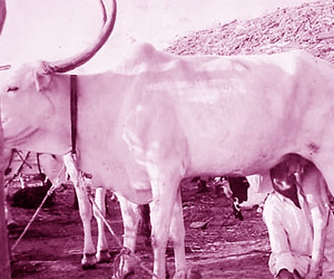 Rachappa Irrappa Tangadi sucking one of his cows before it starts giving milk. He has been doing it every day for 70 years.