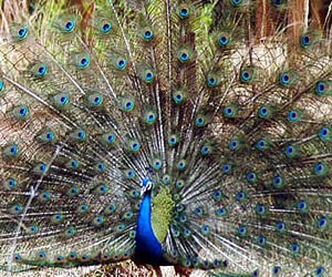 The peacock is protected as India's national bird. (File photo)