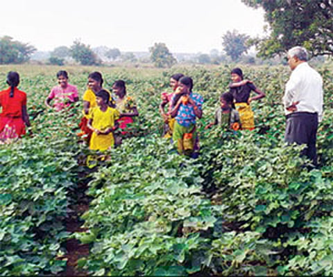 School girls working in a cotton field in Gulbarga district. Dropouts and bonded labour are rampant in the district.