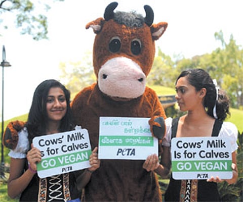 Volunteers of PETA at a protest encouraging chennai residents to drink soy milk.