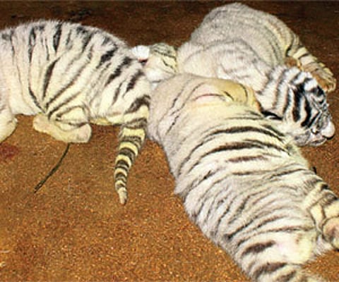The three white tiger cubs born at the Arignar Anna Zoological Park in Vandalur on Thursday.