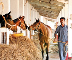 The horses in the farm are fed on high-protein imported dry feeds. Photo: Vinod Kumar T