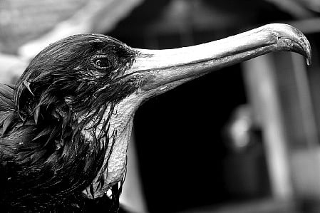 Great Frigatebird sighted at Neyyattinkara