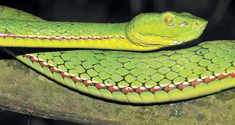 The Adventure in Kamlang (Part 2)