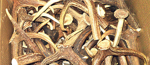 Exporters held with deer antlers worth Rs. 2 crore