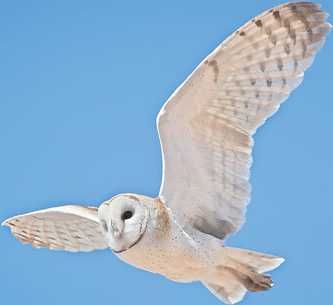 The fascinating world of the silent predator