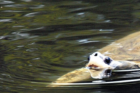 An endangered terrapin