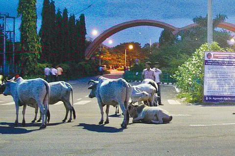 Stray animal menace turns 'deadly' on city roads