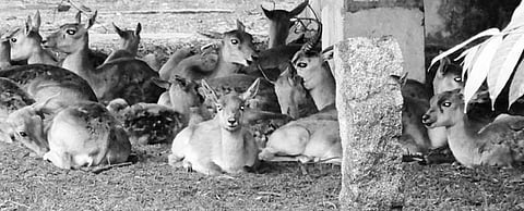 Infection makes blackbucks lose hair at Malleshwara zoo