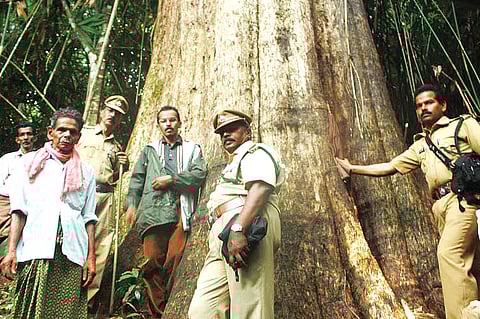 Mother of all Teak trees near Malayattoor