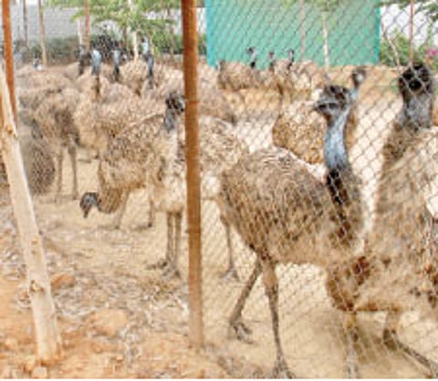 Now, Queen Farm faces heat