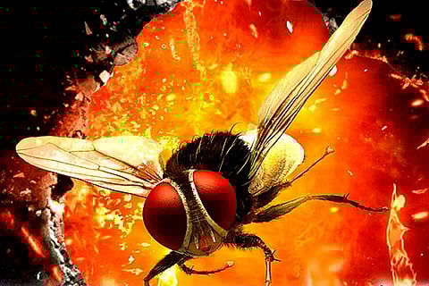 Hindi version of 'Eega' on October 12