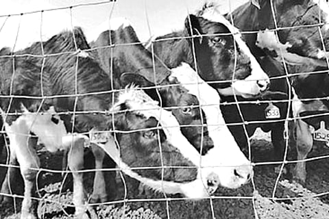 ‘Government lacks will to implement Cow Slaughter Law’