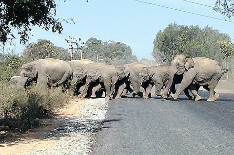 Is Bangalore still a hub for urban wildlife?