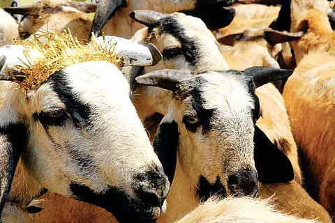 Chicken-heavy Bakrid!