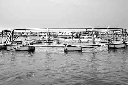 Open sea cage culture to help boost fish production in state