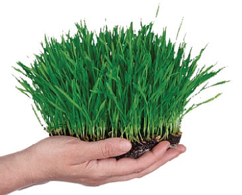 This grass is green, with health