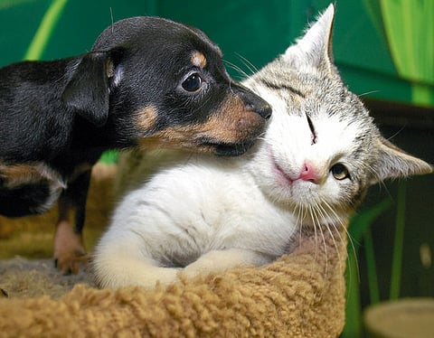 Thousands of Cats and Dogs Killed at Festival