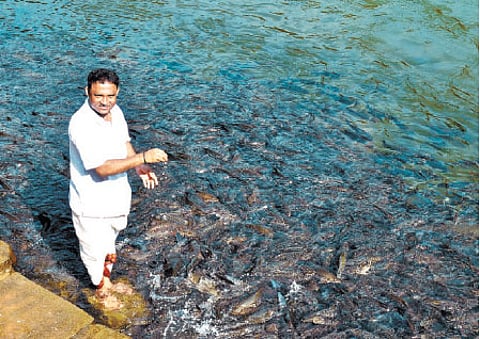 The sacred fish tales of Shishila
