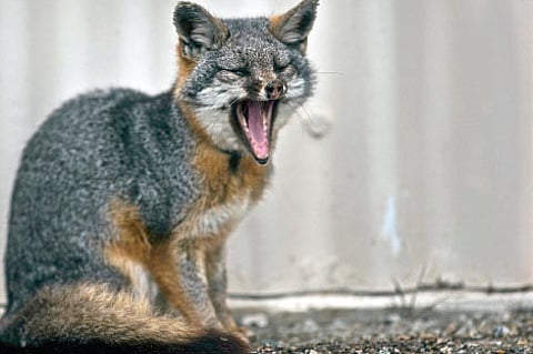 Yawning: An act of rejuvenation!