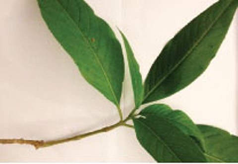 A Spoonful Vrisha Ghrtam to Beat Cold