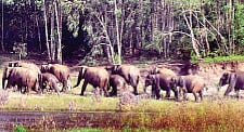 Now, GPS collars to track elephant movement