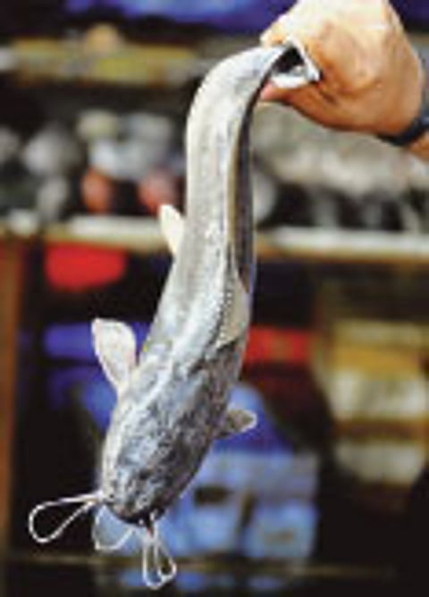 Farming of Catfish Thrives Despite Ban