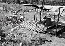 Farming of African Catfish Thrives Despite Ban