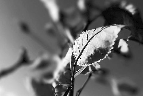 A True Yogi Strictly Regulates his Requirements