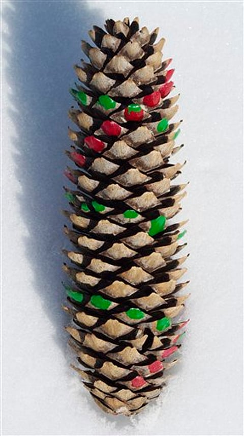 Nature follows a number pattern called Fibonacci