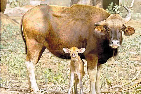 Indian Gaur gives birth to calf at Vandalur zoo