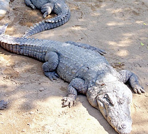 Crocodiles fight it out in cramped Sathanur Park